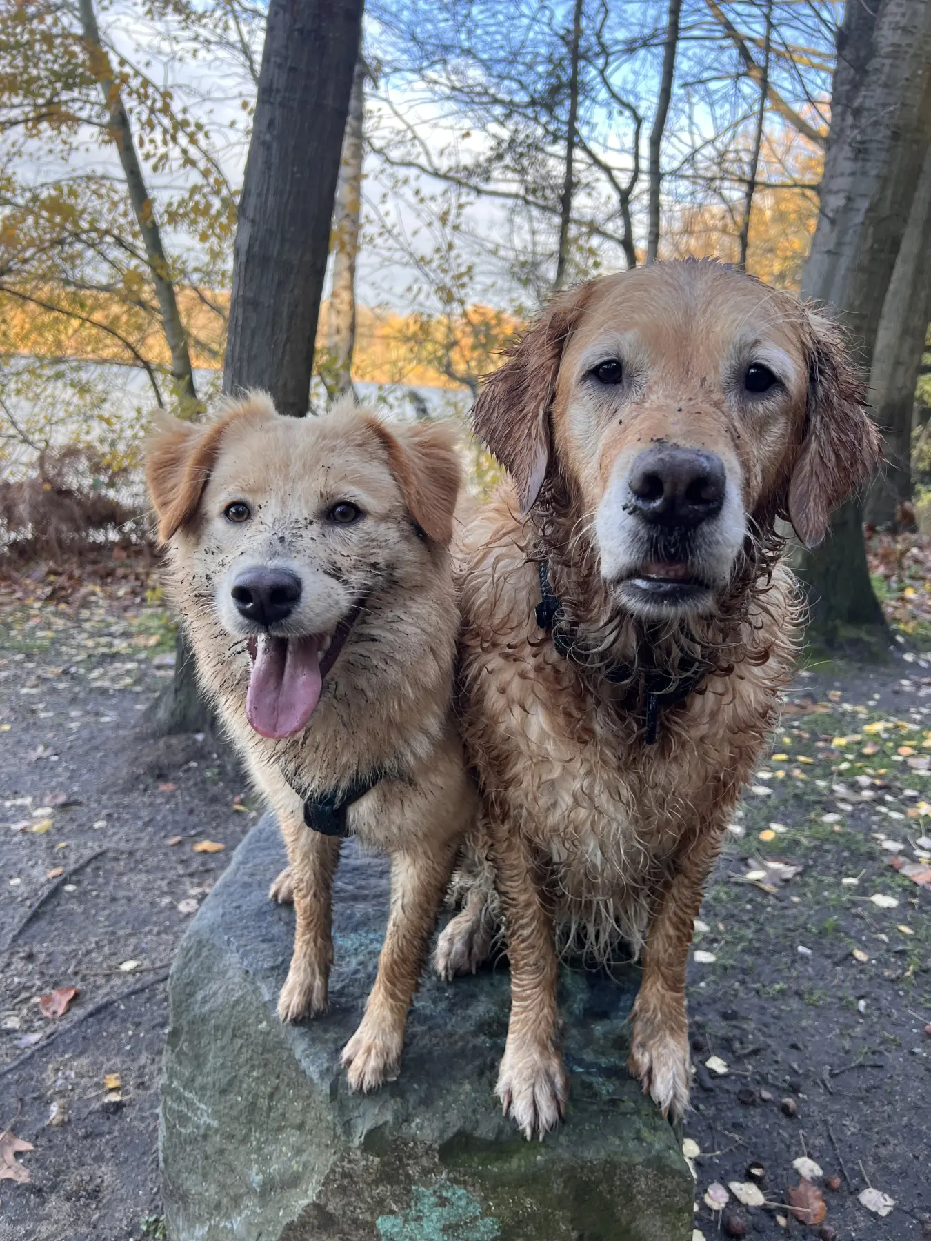 Joluco Teamschmiede Hunde