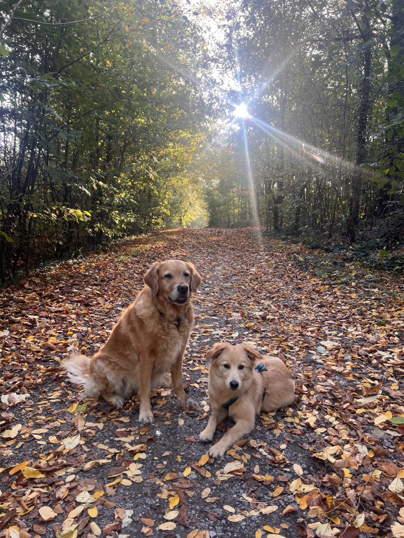 Joluco Teamschmiede Hunde