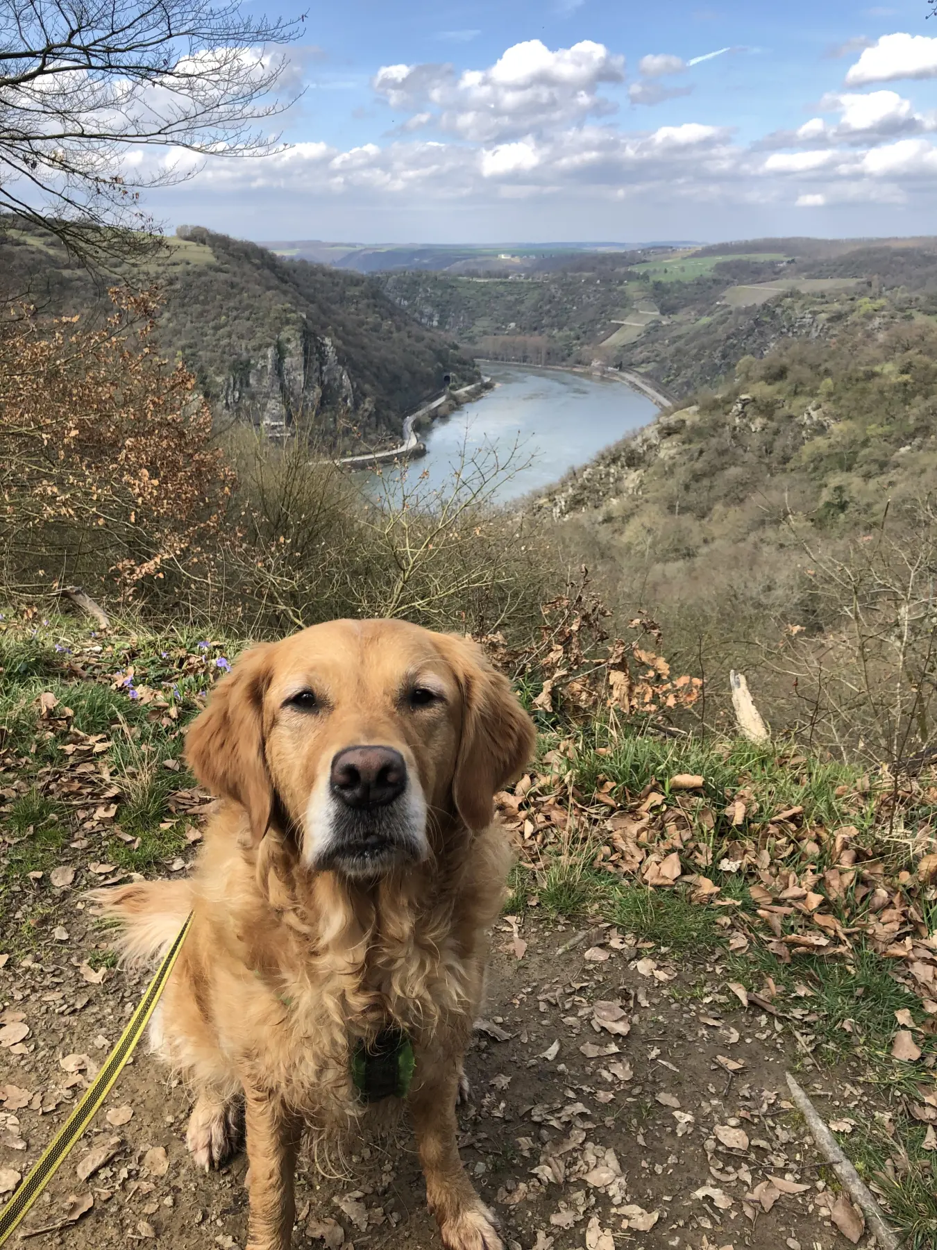 Joluco Teamschmiede Hunde