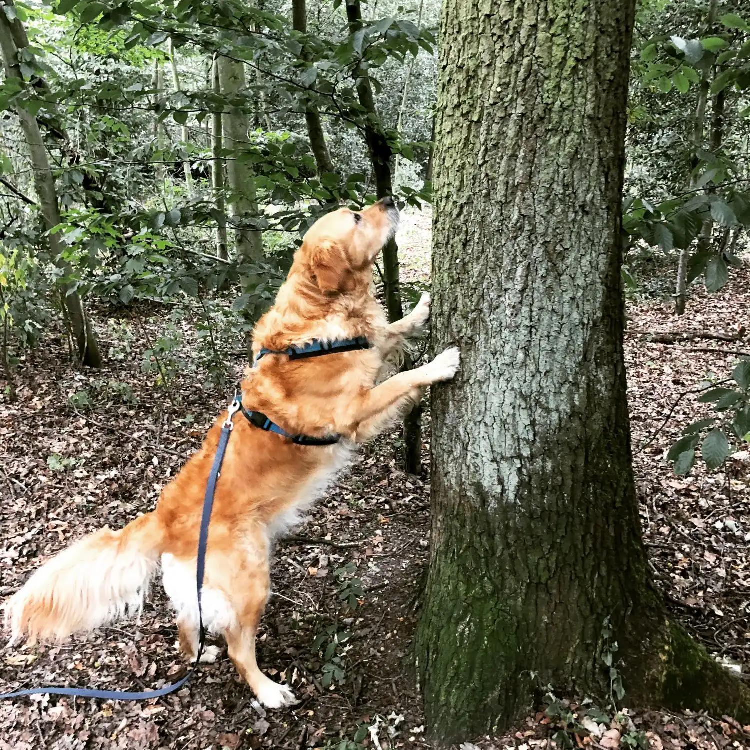 Joluco Teamschmiede Hunde springen auf Baum