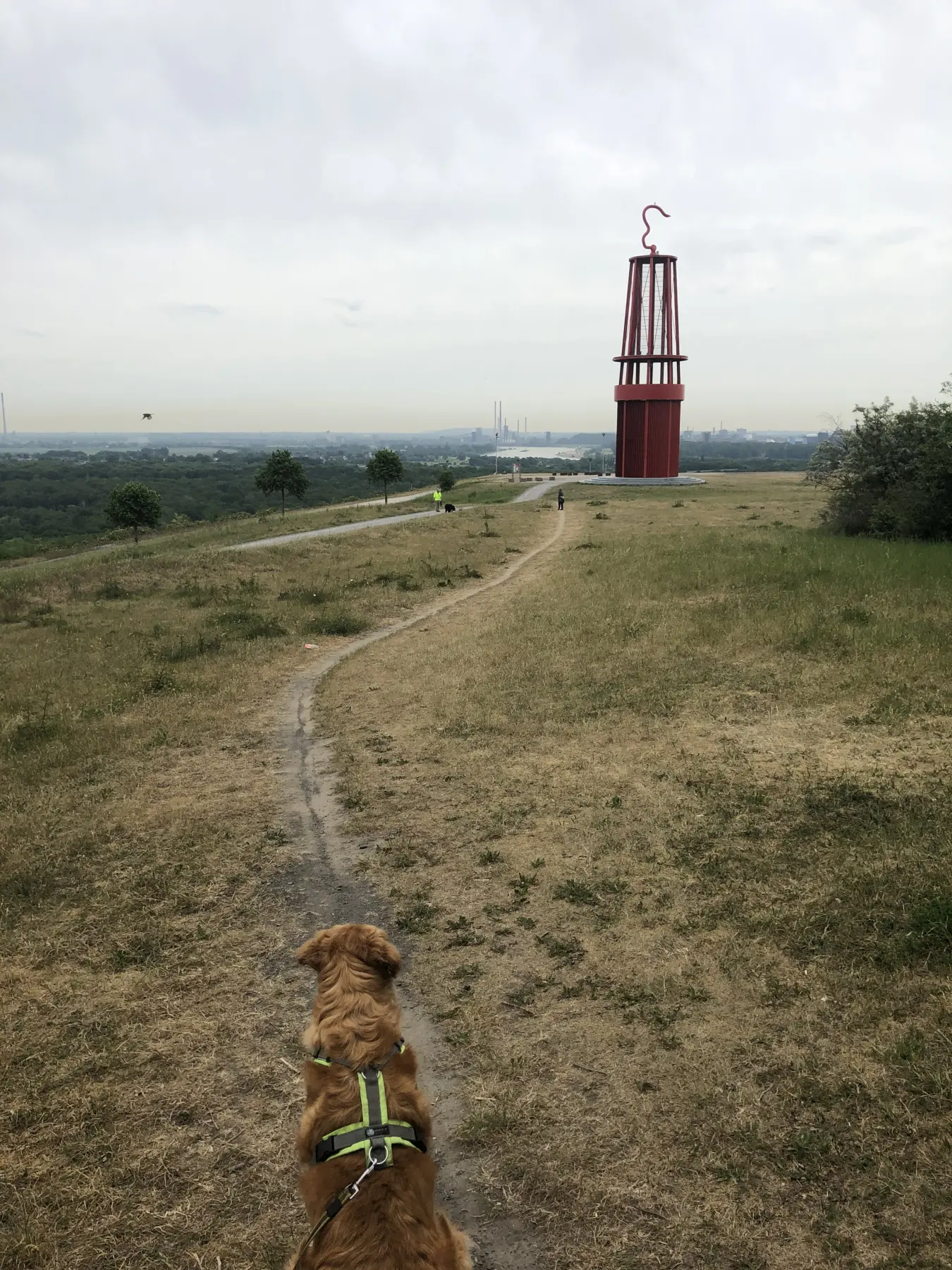 Joluco Teamschmiede Hunde