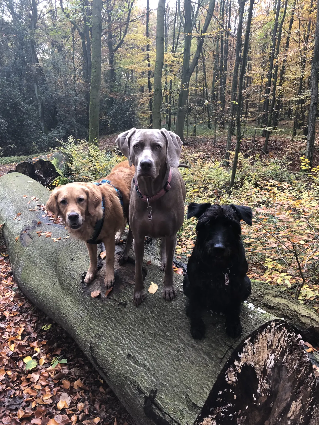 Joluco Teamschmiede Hunde