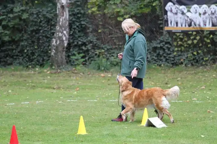 Joluco Teamschmiede Frauen spielen mit einem Hund