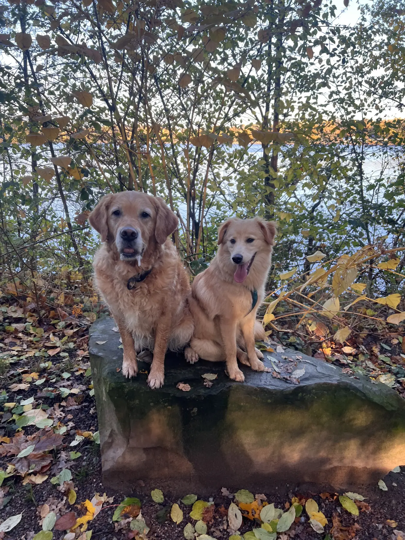 Joluco Teamschmiede Hunde