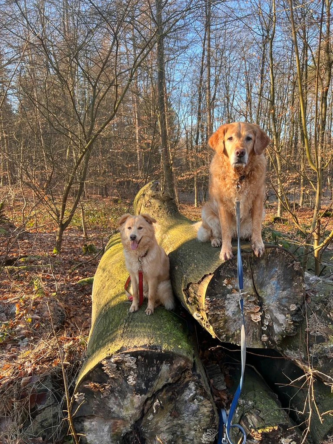 Joluco Teamschmiede