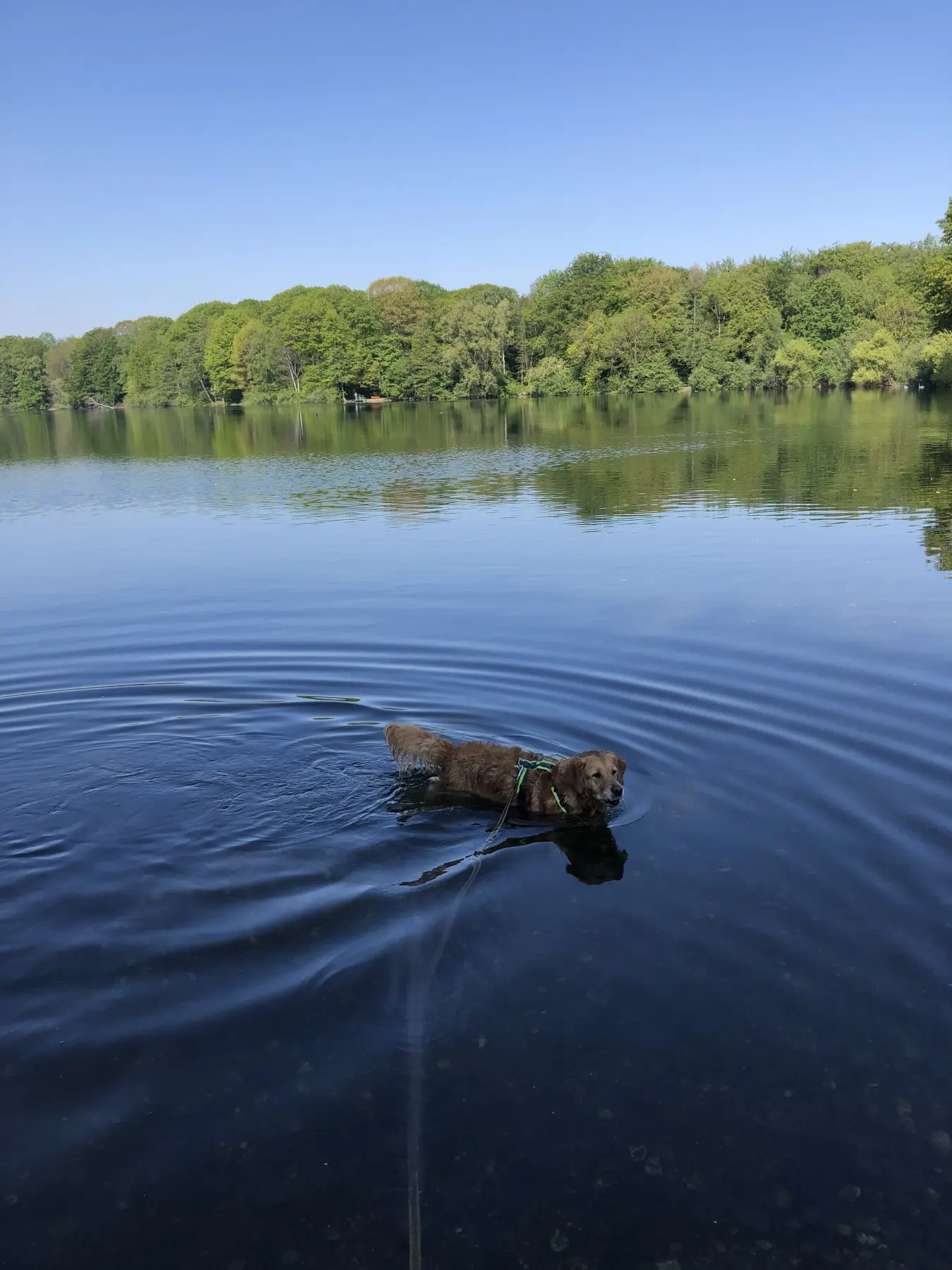 Joluco Teamschmiede Hunde