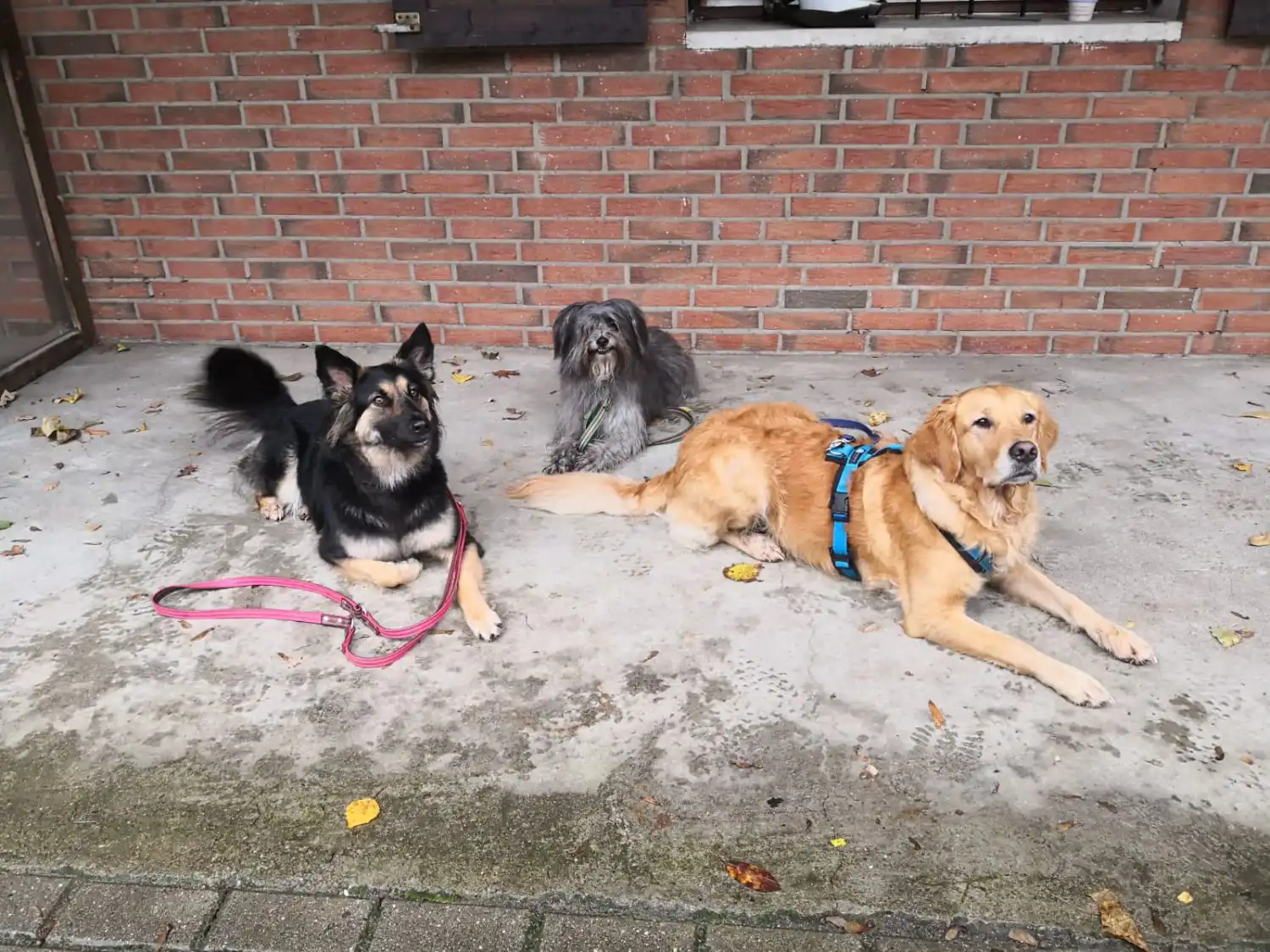 Joluco Teamschmiede Hunde