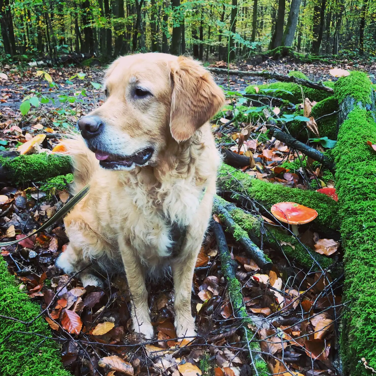 Joluco Teamschmiede Hund