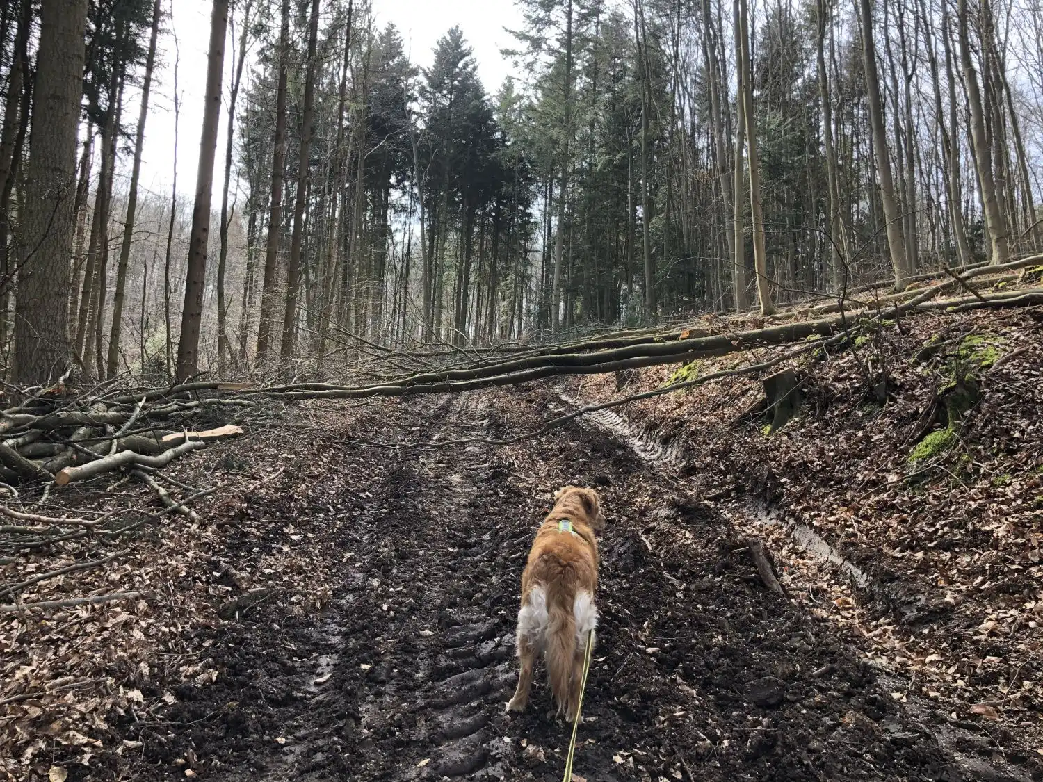 Joluco Teamschmiede Hunde