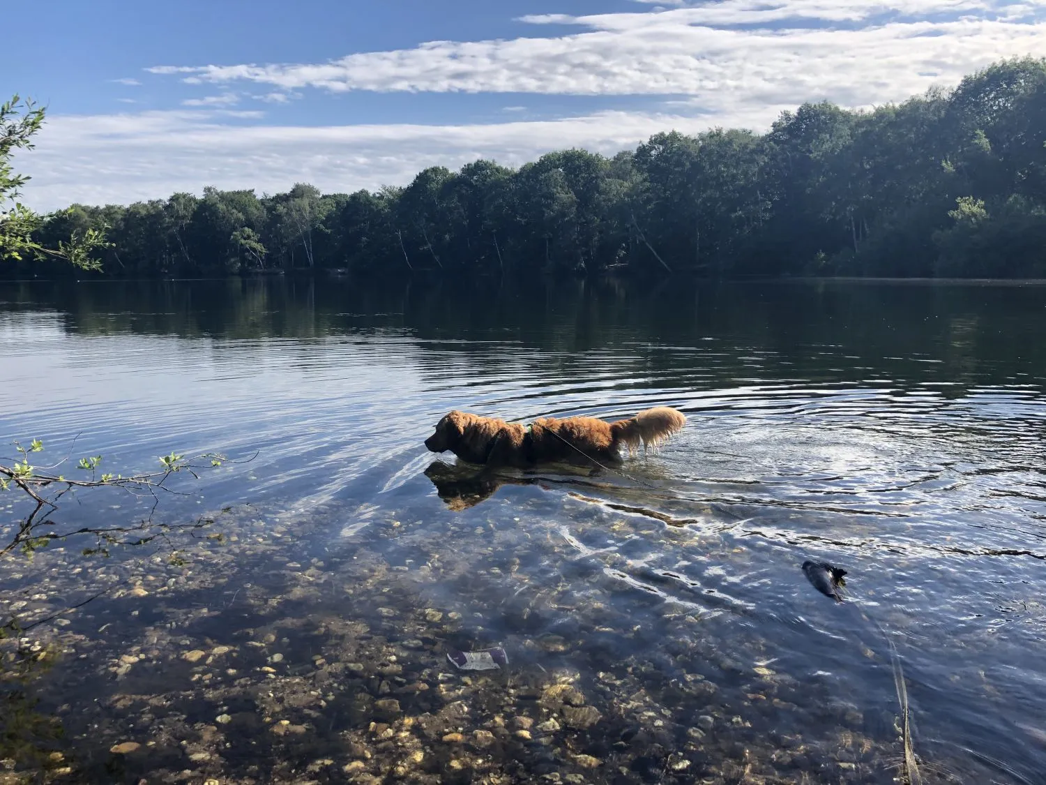 Joluco Teamschmiede Hunde