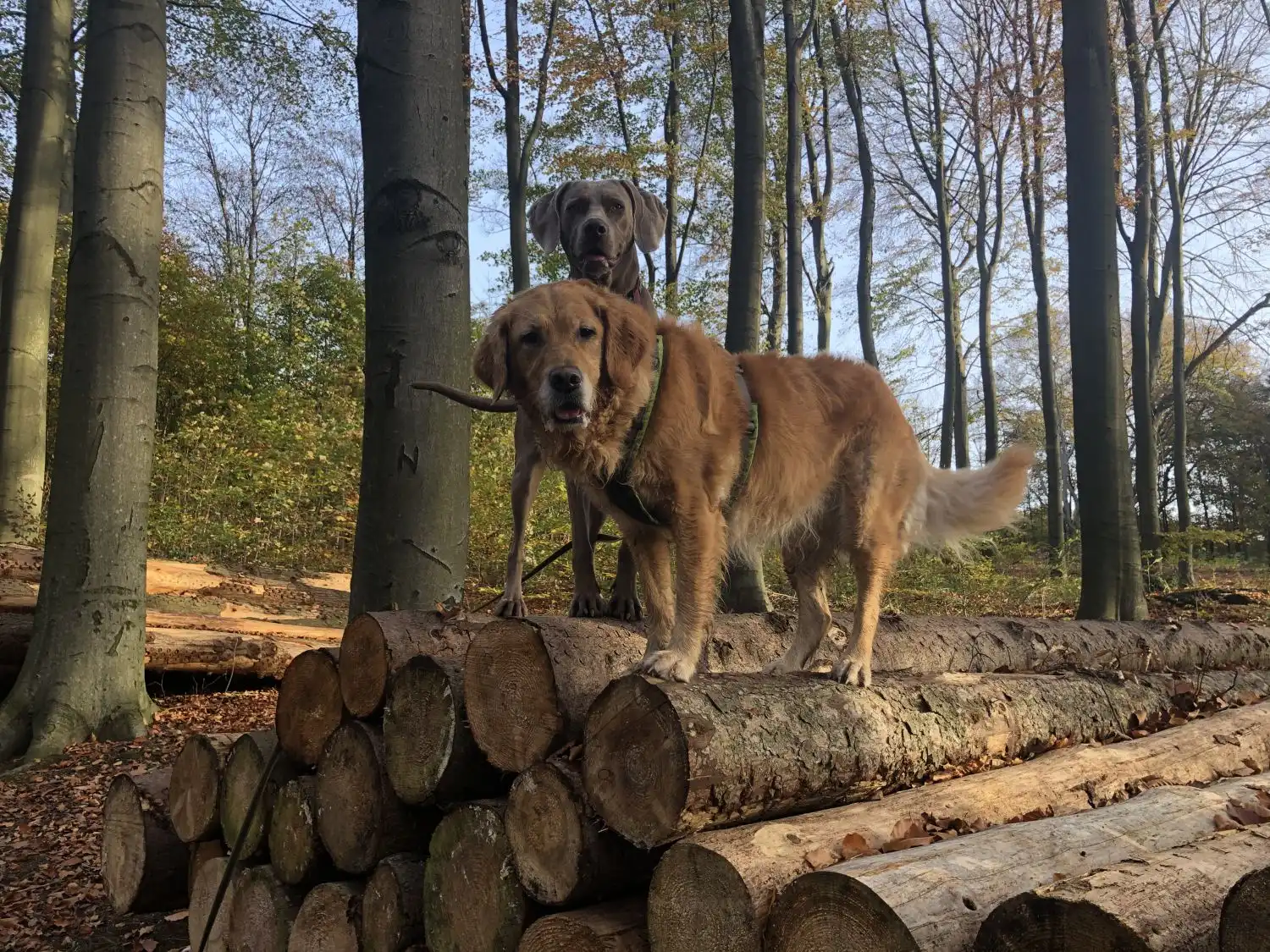 Joluco Teamschmiede Hunde spielen auf einem Holz