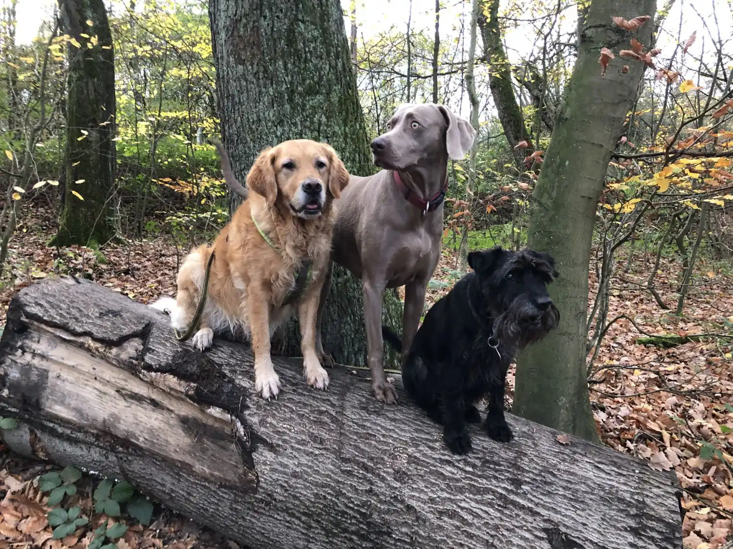 Joluco Teamschmiede Hunde im Dschungel