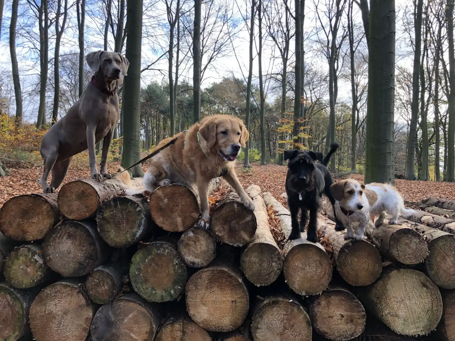 Joluco Teamschmiede Hunde im Dschungel