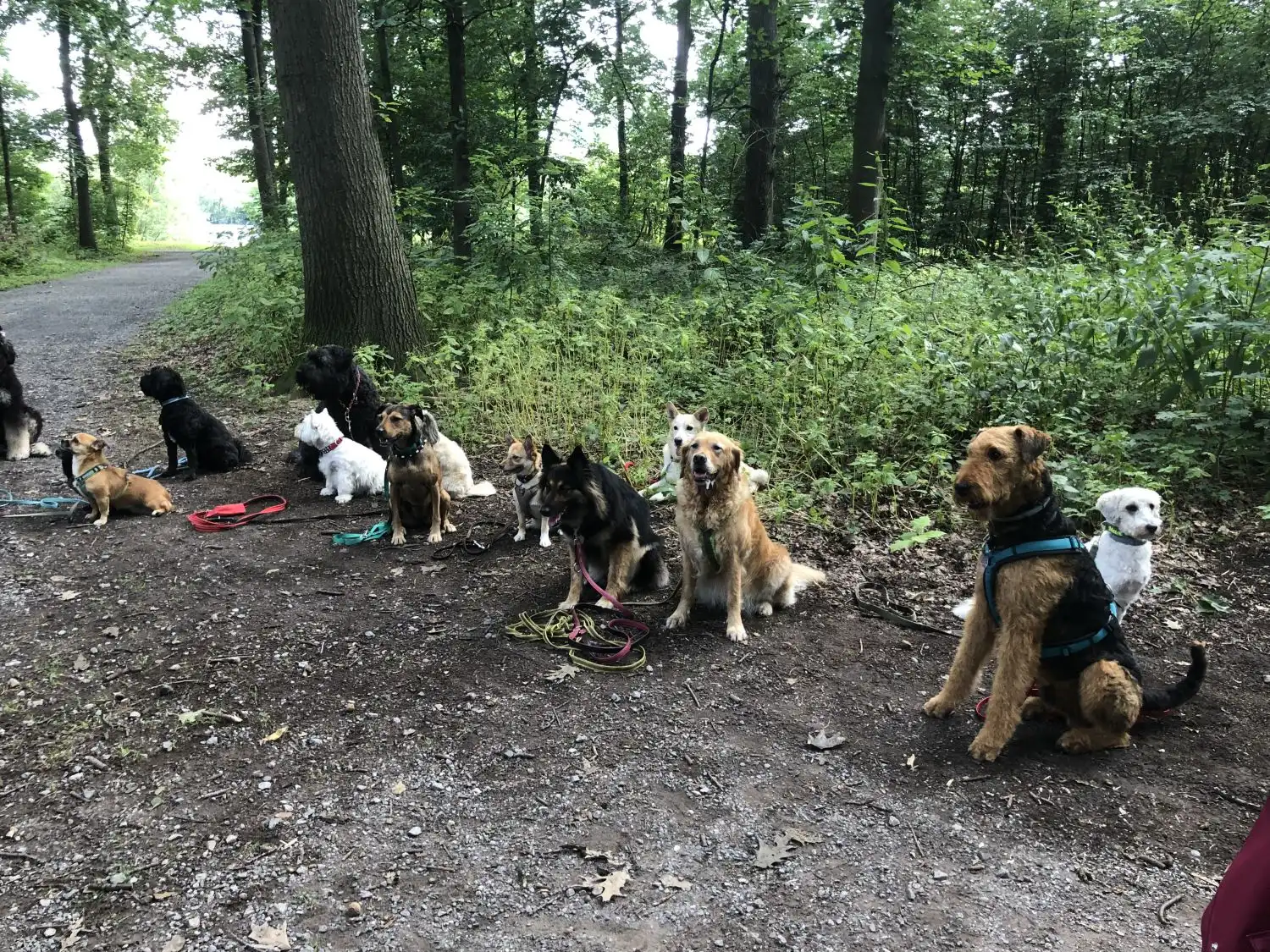 Joluco Teamschmiede Hunde