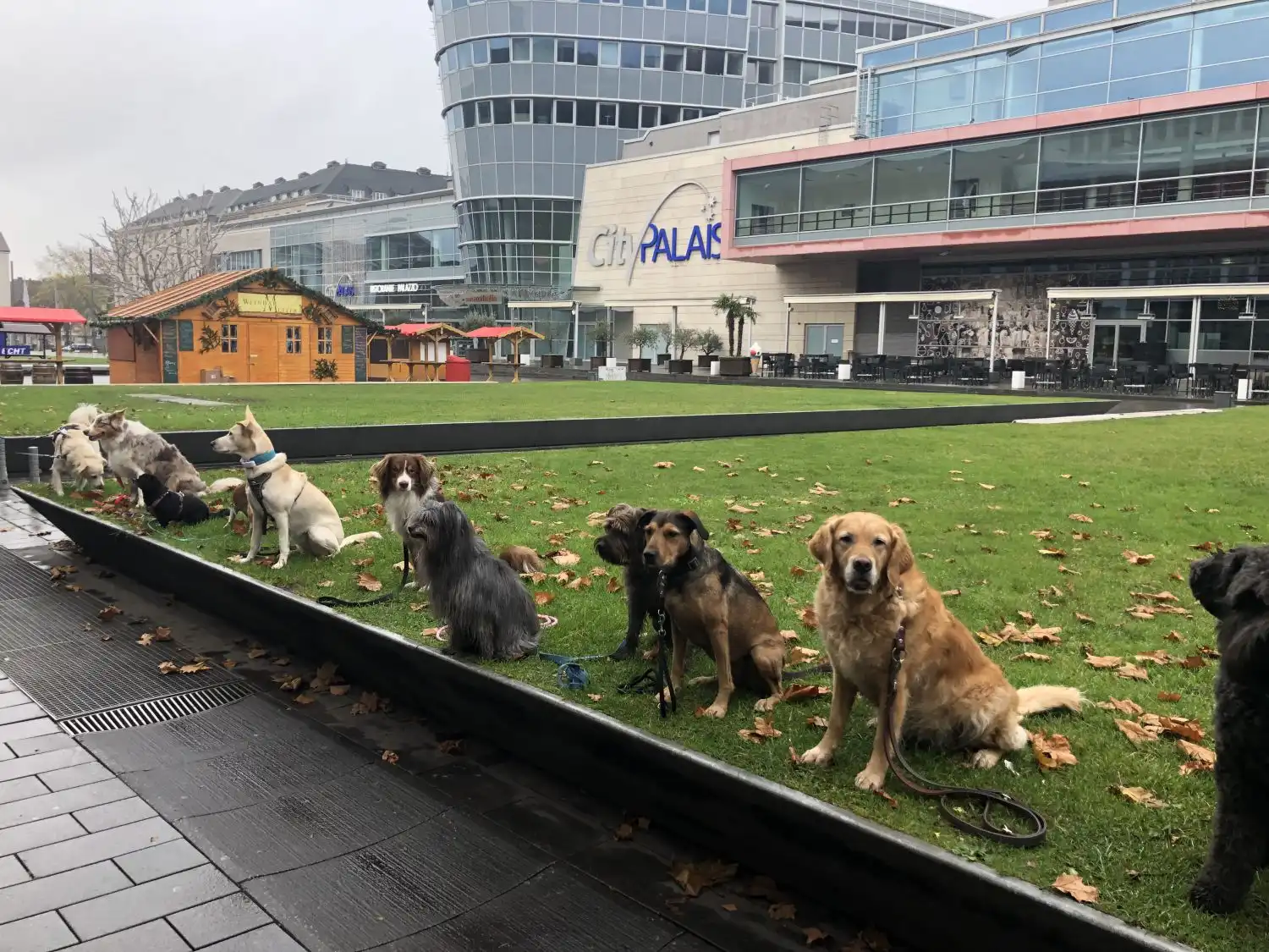 Joluco Teamschmiede Hunde