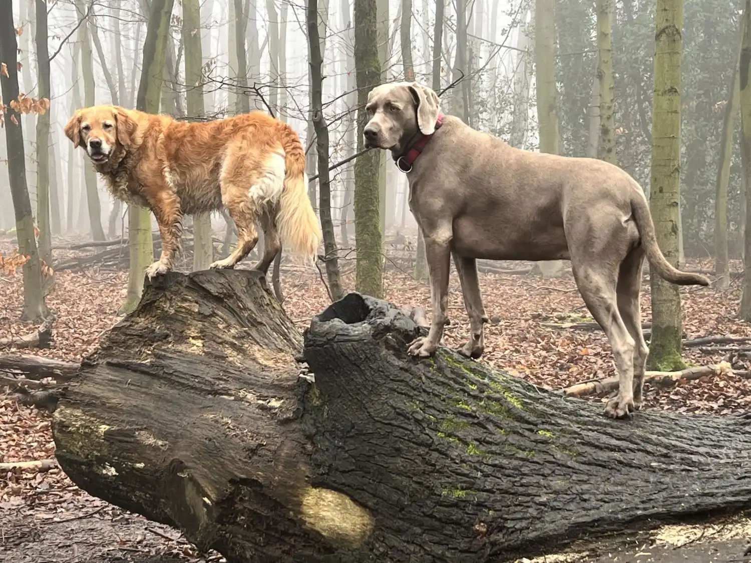 Joluco Teamschmiede Hunde spielen auf einem Holz