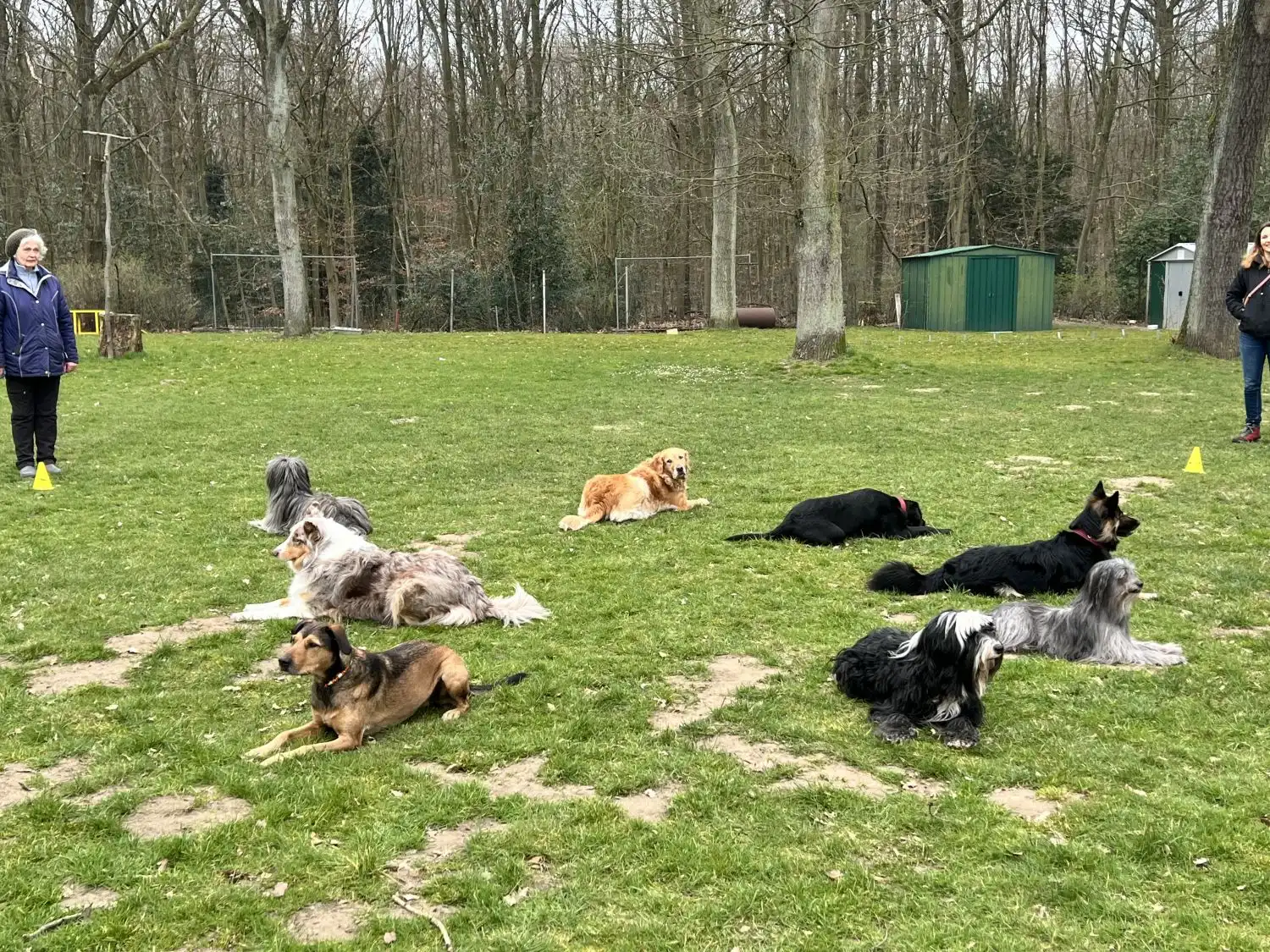 Joluco Teamschmiede Hunde im Park