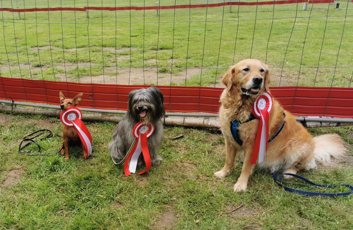 Joluco Teamschmiede Hunde mit Abzeichen