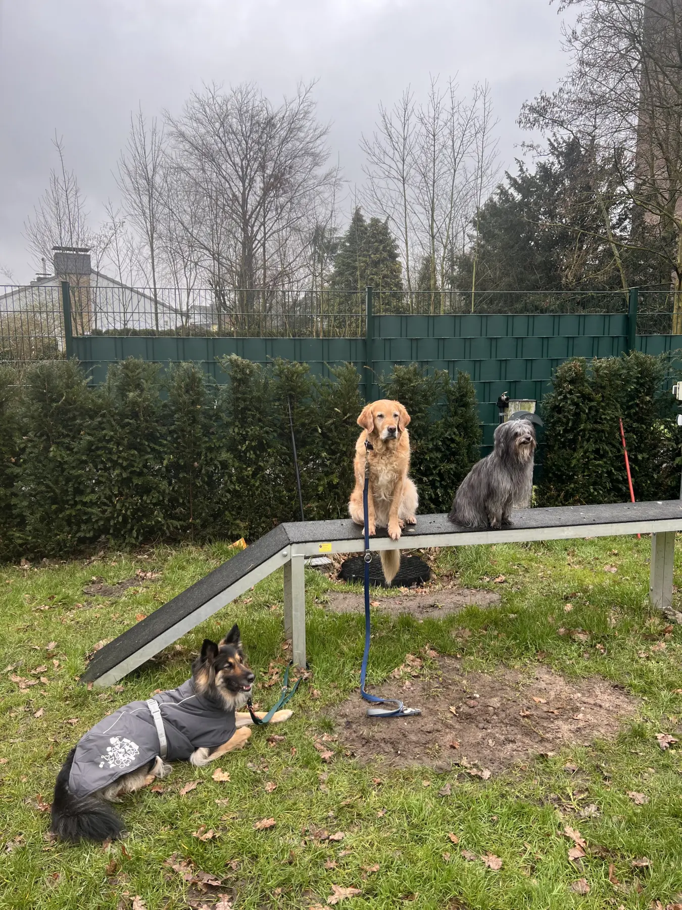 Joluco Teamschmiede mit Hunden