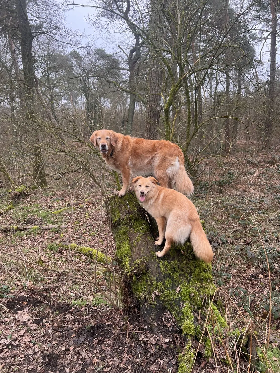 Joluco Teamschmiede Hunde