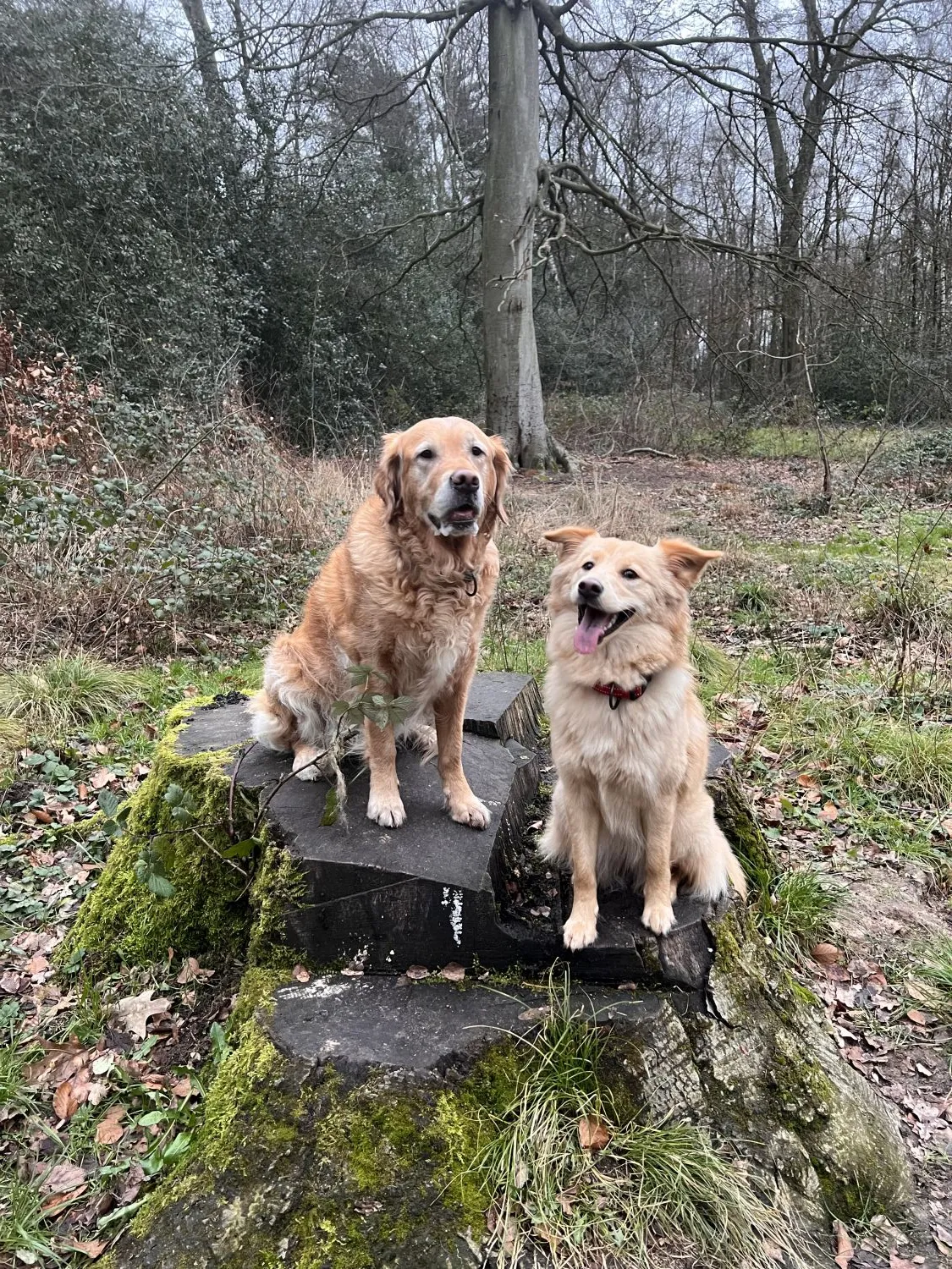 Joluco Teamschmiede Hunde