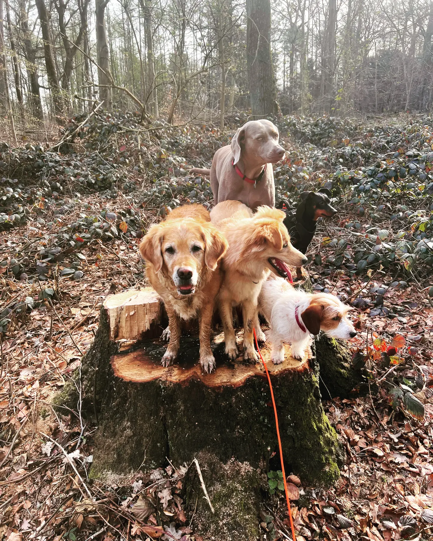 Joluco Teamschmiede spielt mit Hunden