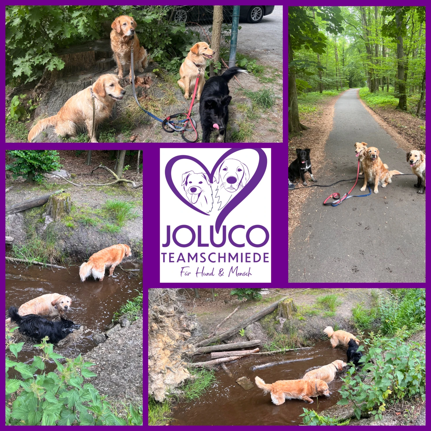 Joluco Teamschmiede Hunde