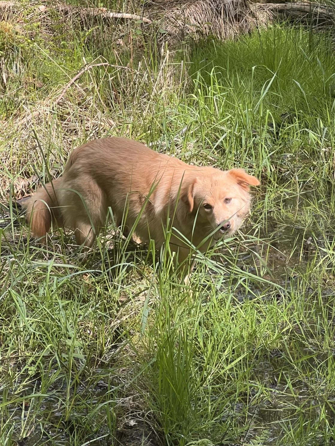 Joluco Teamschmiede Hunde