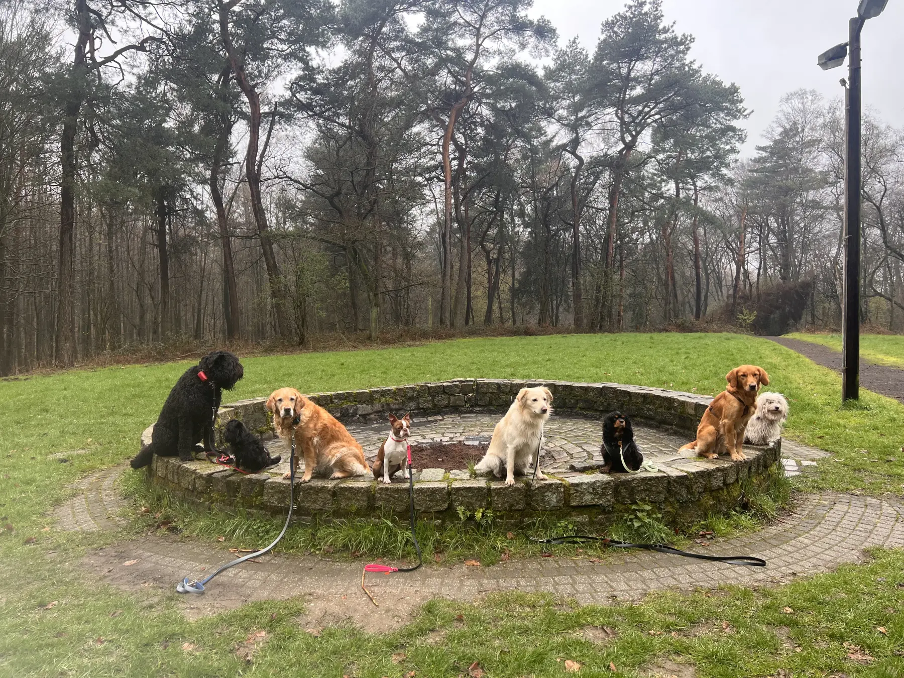 Joluco Teamschmiede mit Hunden