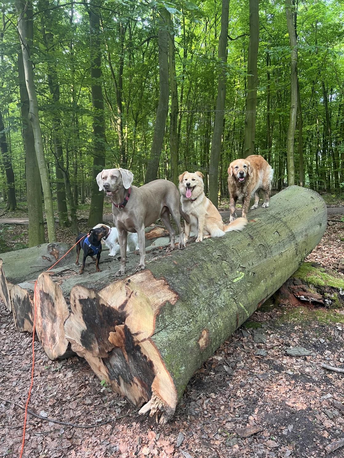 Joluco Teamschmiede Hunde